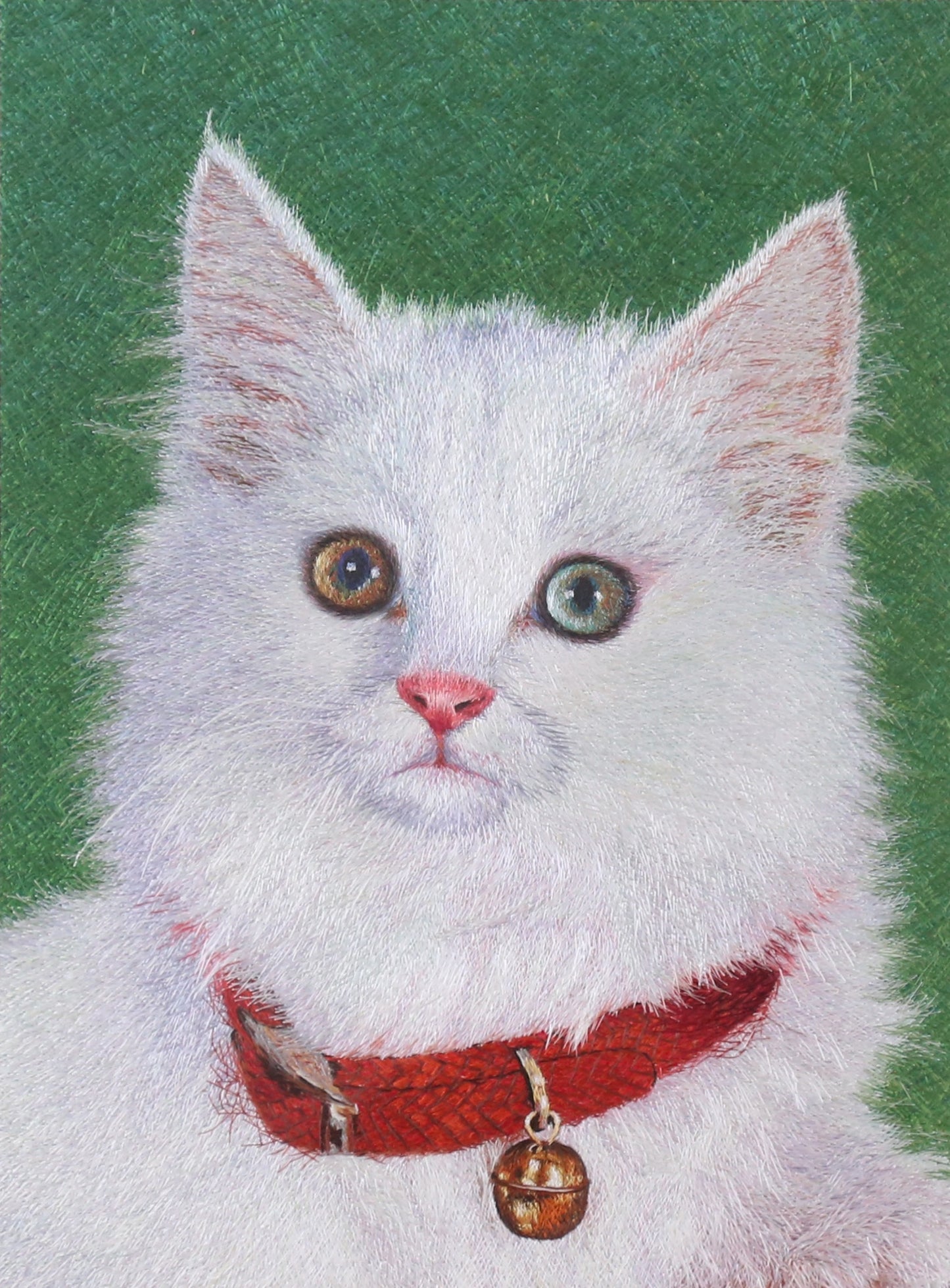 波斯猫 Persian Cat