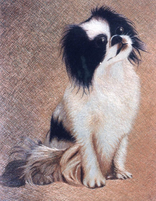 京巴犬一 Pekingese1