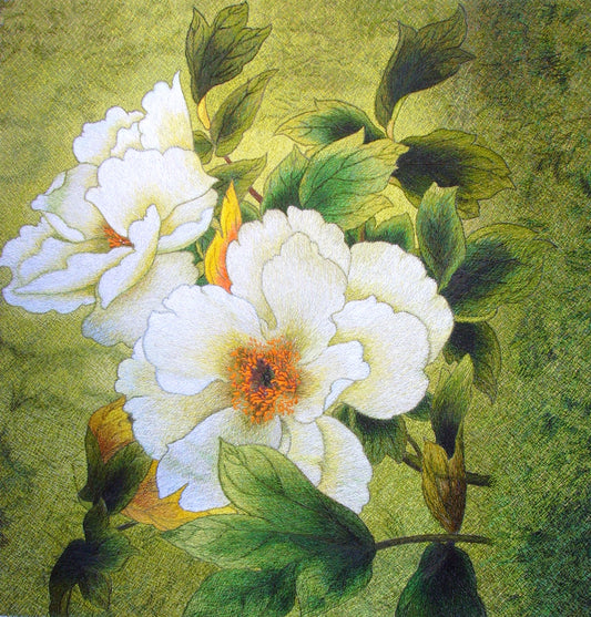 白牡丹 White peony