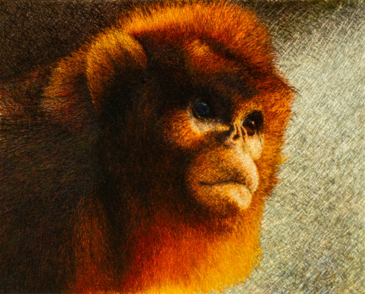 金丝猴 Snub-nosed Monkey