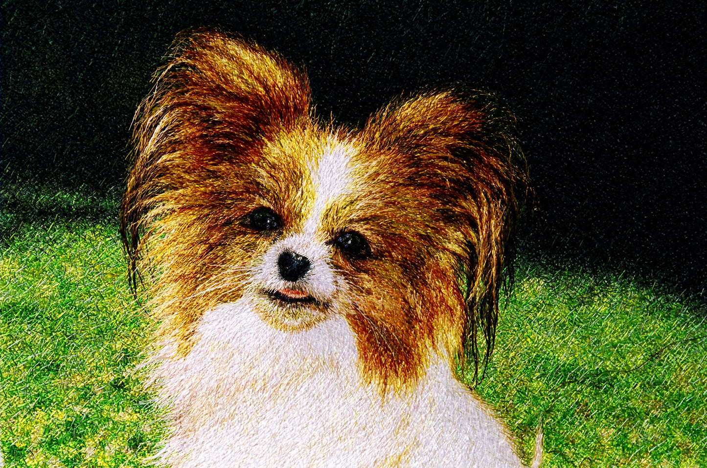 蝴蝶犬 Papillon